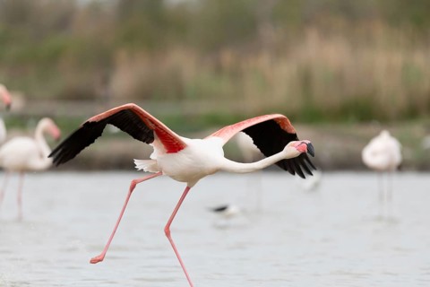 Greater Flamingos (Phoenicopterus roseus) taking off in a Camargue pond. Saintes Maries de la Mer,