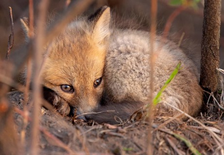 Fox Kits Near Den in Prairie Saskatchewan Canada