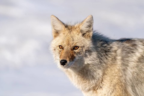 Prairie Coyote Canada wild animal in Saskatchewan rural