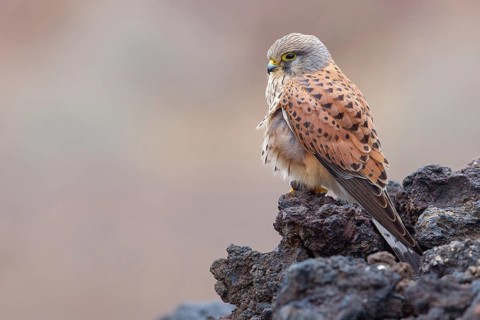 Kestrel, (Falco tinnunculus), perches on rocks, Canary Islands, animals, birds, falcons, foraging,