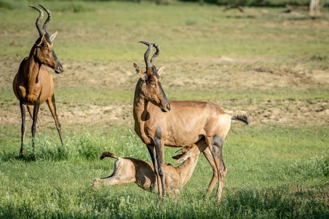 Red hartebeest calf suckling from his mother in the Kalagadi Transfrontier Park, South Africa