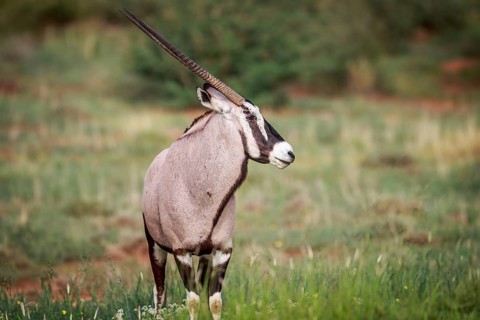 Side profile of a Gemsbok in the Kgalagadi Transfrontier Park, South Africa
