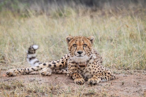 Cheetah starring at the camera in the Kruger National Park, South Africa