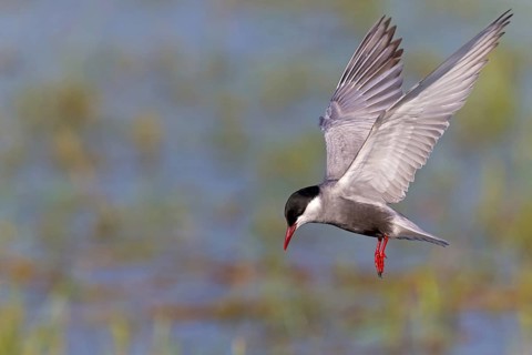 White-bearded Tern, (Chlidonias hybridus, Chlidonias hybrida, family of terns, flight, biotope,