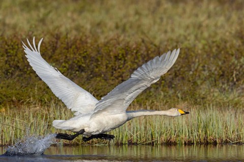 Whooper swan, (Cygnus cygnus), animals, birds, swans, family of duck birds, flight photo, start of