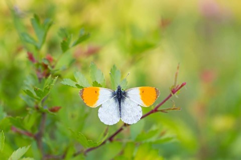 Aurora butterfly, (Anthocharis cardamines), butterfly, insect, insects, butterflies, animals,