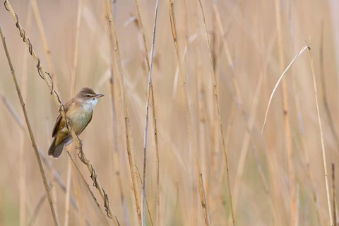 Reed warbler, (Acrocephalus arundinaceus), reedbed perch, biotope, habitat, animals, birds,