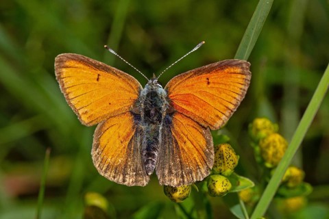 Purple-edged copper butterfly with open wings sitting on yellow flowers from behind