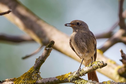 The black redstart (Phoenicurus ochruros) standing on the branch with prey