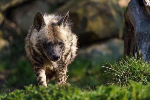 Striped hyena (Hyaena hyaena sultana)
