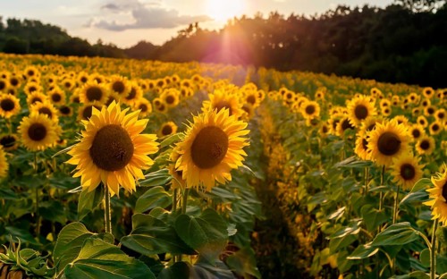 Field of sunflowers. Sunflowers flowers. Landscape from a sunflower farm. A field of sunflowers