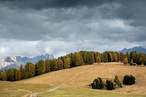 Landscape with beautiful Autumn yellow and green pine trees at the fields of Alpe di siusi Dolomite