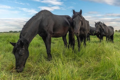 Black horses in a pasture in the French countryside in spring