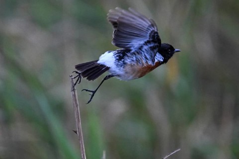 African stonechat (Saxicola torquatus), male, Moremi Game Reserve, Okavango Delta, Maun, Botswana