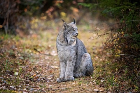 Lynx in the Wild Riding Mountain National Park Canada