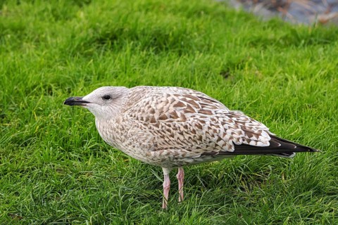 Seagull (Larinae) in the grass, Brouwersdam, province of South Holland, Netherlands