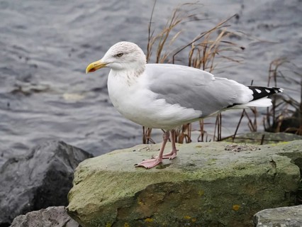 Seagull (Larinae), Brouwersdam, Province of South Holland, Netherlands