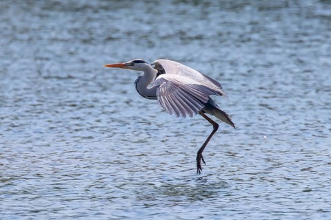 Grey Heron landing (ardea herodias) Grey Headed Heron
