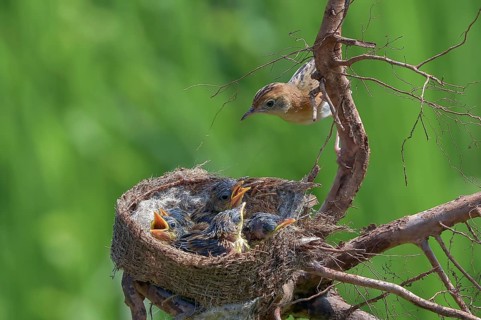 Bird brings food to their chicks