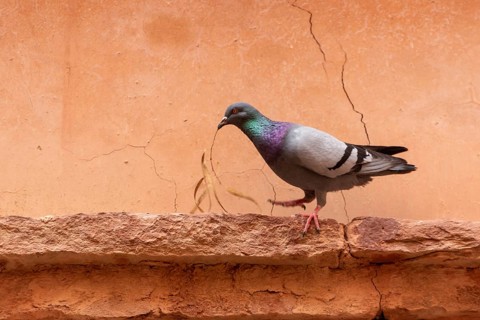A pigeon holding a dry olive branch in its beak, photo taken in Morocco