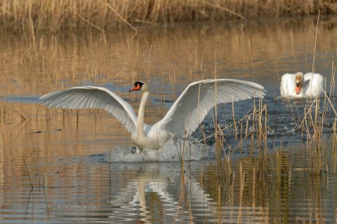 Swan on a lake in the spring campaign