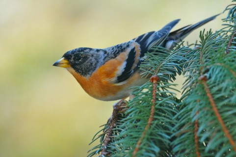 Brambling males on a spruce branch