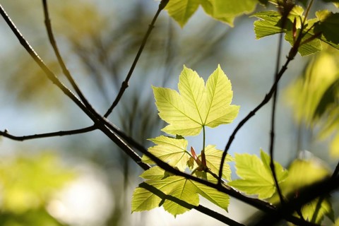 Sycamore maple leaf in the forest