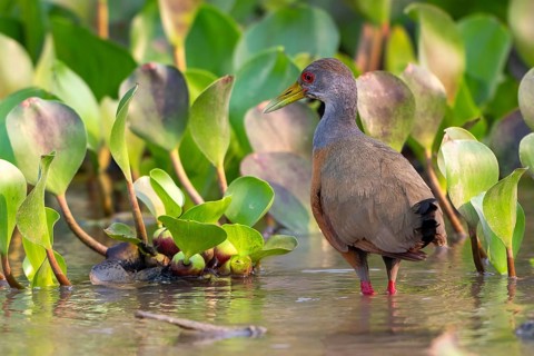 Cayenne alder (Aramides cajaneus), Pantanal, inland, wetland, UNESCO Biosphere Reserve, World