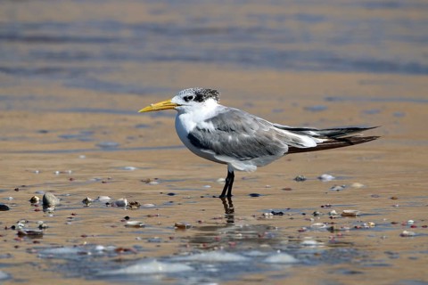 Caspian Tern, Thalasseus bergii