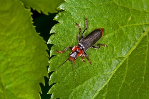 Cantharis fusca, soft-bodied beetle, soldier beetle
