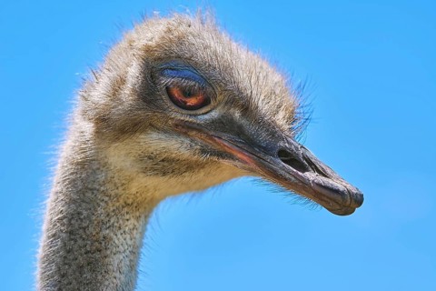 Portrait of Ostrich against the Blue Sky Konstantinovo, Varna, Bulgaria