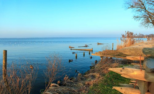 Seagulls flying over the Steinhuder Meer or Steinhuder Sea, Lower Saxony, Germany, north-west of
