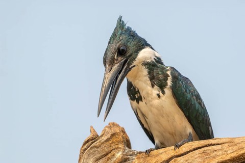 Green Kingfisher (Chloroceryle americana), Pantanal, inland, wetland, UNESCO Biosphere Reserve,