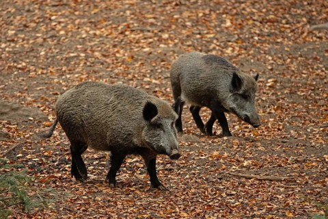 Wild boar two adult animals standing next to each other on coloured autumn leaves on the right
