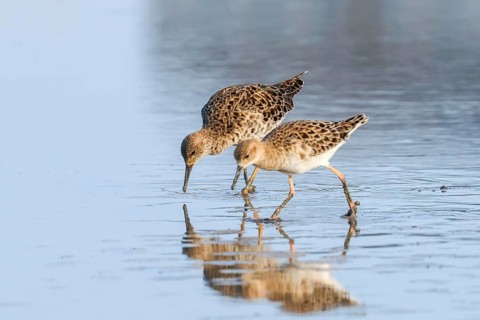 Ruff water bird (Philomachus pugnax) Ruff in water