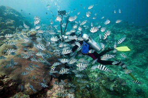 Diver photographing a shoal of heavy-tailed sergant, Abudefduf sexfasciatus, Beqa Lagoon, Viti