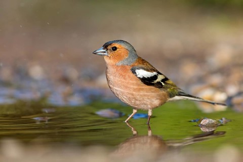 Chaffinch, (Fringilla coelebs), foraging, biotope, Wadi Darbat, Salalah, Greece, Oman