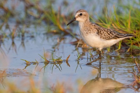 Little Stint, (Calidris minuta), foraging in the Salalah biotope, Khawr Rawri, Sohar, Oman
