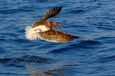 Hemprich's Gull, (Ichthyaetus hemprichii), (Larus hemprichii), Fish Eagle Gull Salalah, Off Mirbat,