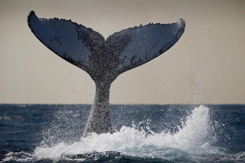 Humpback whale fluke, Megaptera novaeangliae, Silver Bank, Atlantic Ocean, Dominican Republic