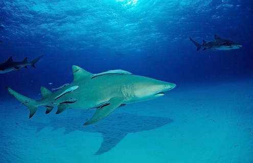 Lemon Shark, Negaprion brevirostris, Bahamas, Grand Bahama Island, Atlantic Ocean