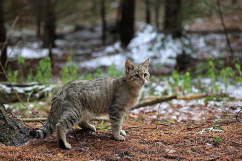 Wildcat (Felis silvestris), Young tomcat roaming the territory, Winter, Taunus, Hesse, Germany,