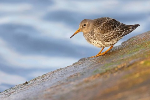 Purple sandpiper, (Calidris maritima), foraging on the beach, biotope, snipe family, Heligoland,