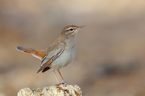 Hedge warbler, (Cercotrichas galactotes), flycatcher family, Ayn Hamran, Salalah, Dhofar, Oman