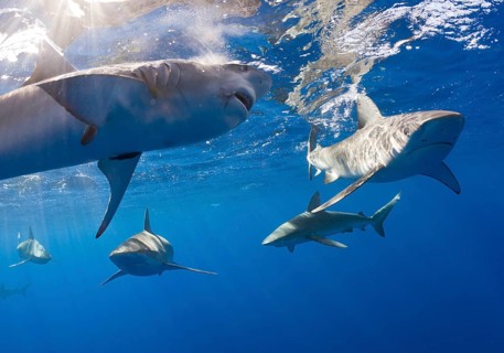 Galapagos sharks, Carcharhinus galapagensis, Oahu, Pacific, Hawaii, USA