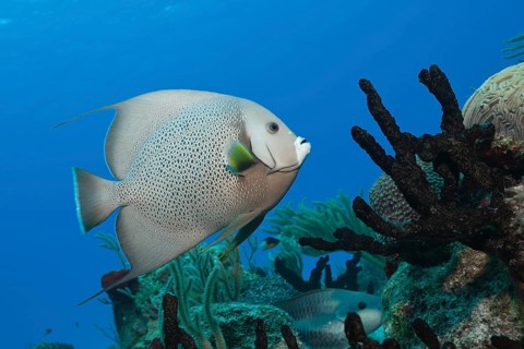 Gray angelfish, Pomacanthus arcuatus, Cozumel, Caribbean, Mexico