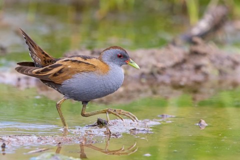 Little Crake, Little Crake, Small Crake, (Porzana parva), biotope, habitat, foraging, family of
