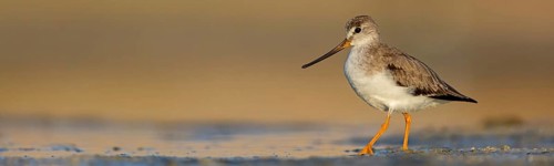 Terek sandpiper, (Xenus cinereus), animal, animals, bird, birds, snipe family, snipe, biotope,