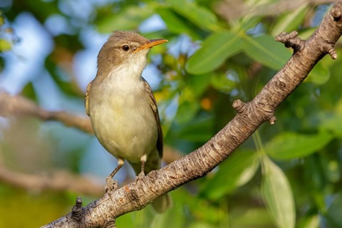 Olive warbler, (Hippolais olivetorum), animal, animals, bird, birds, biotope, habitat, perch,