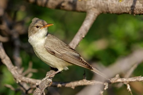 Olive warbler, (Hippolais olivetorum), animal, animals, bird, birds, biotope, habitat, perch,